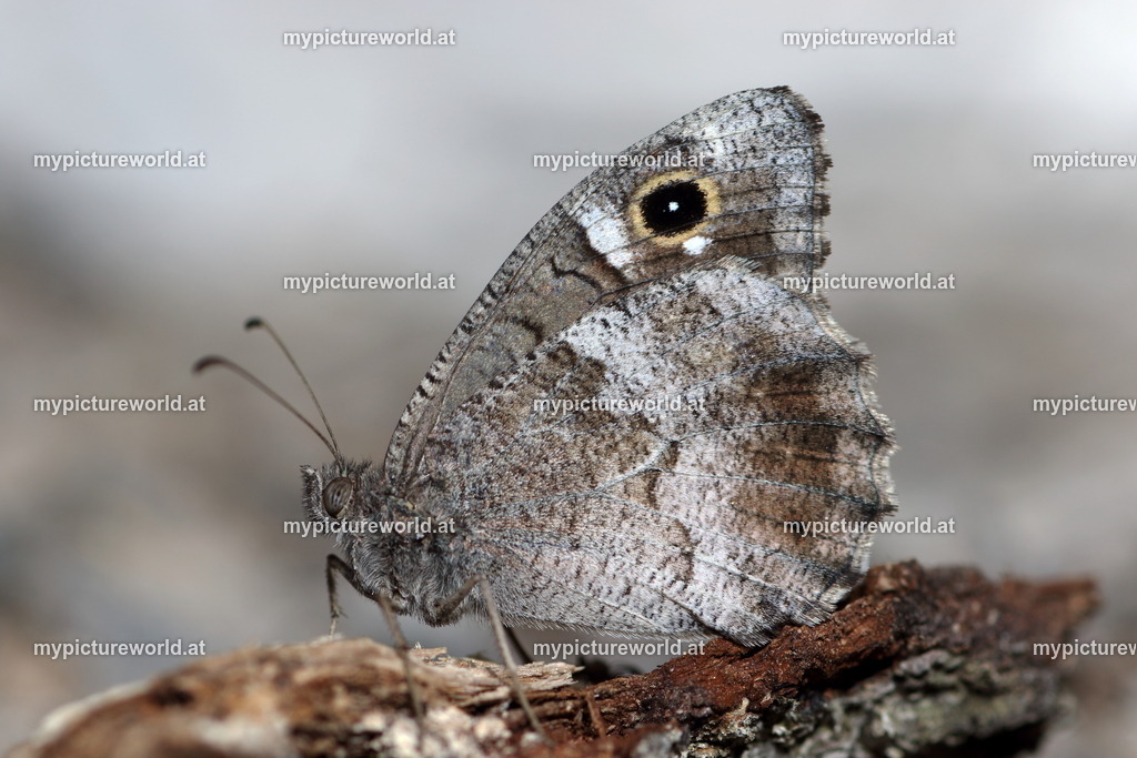 Hipparchia statilinus-004 | Das Bilderarchiv über Tiere, Planzen und Landschaften. In der Bilddatenbank finden Sie ein große Auswahl an hochwertigen Bilder für Ihre Werbung - Realisiert mit Pictrs.com