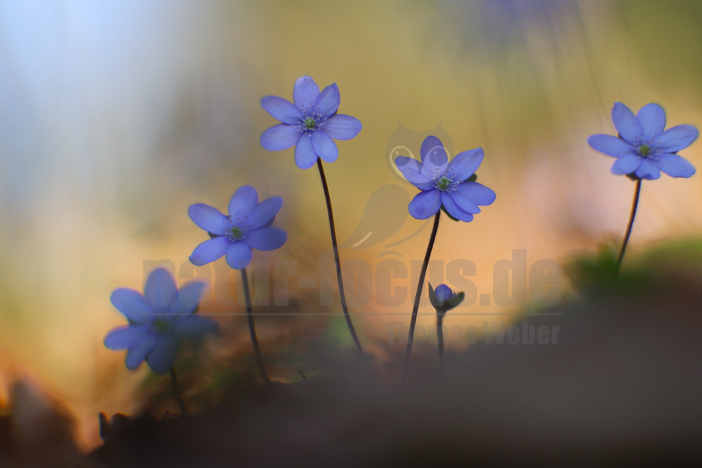 R6NF5405_20260318 | Das Bild zeigt eine Gruppe von fünf blauen Leberblümchen (Hepatica nobilis) in voller Blüte, die aus dem dunklen Waldboden emporragen. Ein weiteres, noch geschlossenes Blütenknospe ist ebenfalls zu sehen. Der Hintergrund ist weich gezeichnet und zeigt einen sanften Übergang von hellem Gelb und Orange zu Grün, was eine frühlingshafte und friedliche Atmosphäre schafft. Die Blütenblätter der Leberblümchen sind leuchtend blau bis violett, mit kleinen grünen Zentren. Es sind keine Interaktionen zu erkennen. - Realisiert mit Pictrs.com