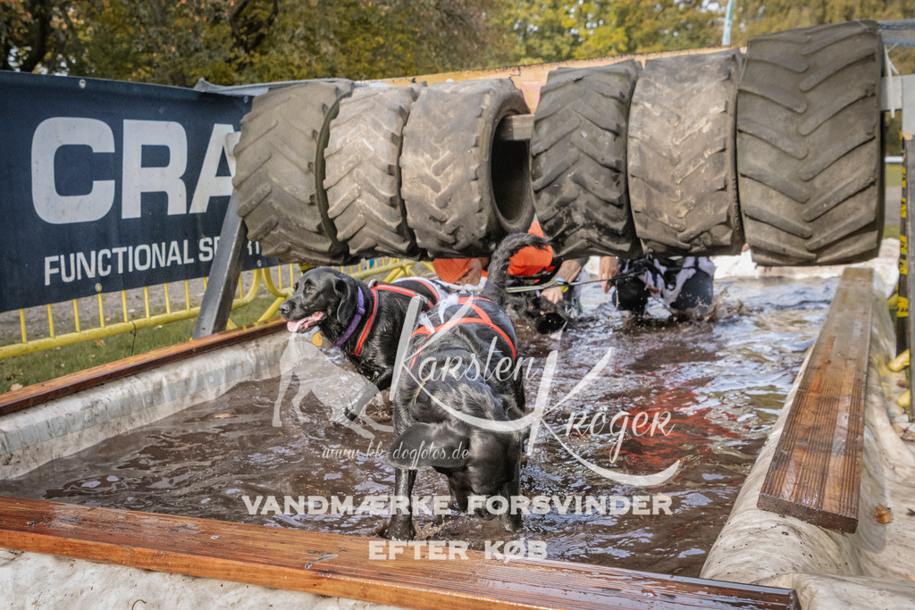 1422_ZZ94434 | kk-dogfotos