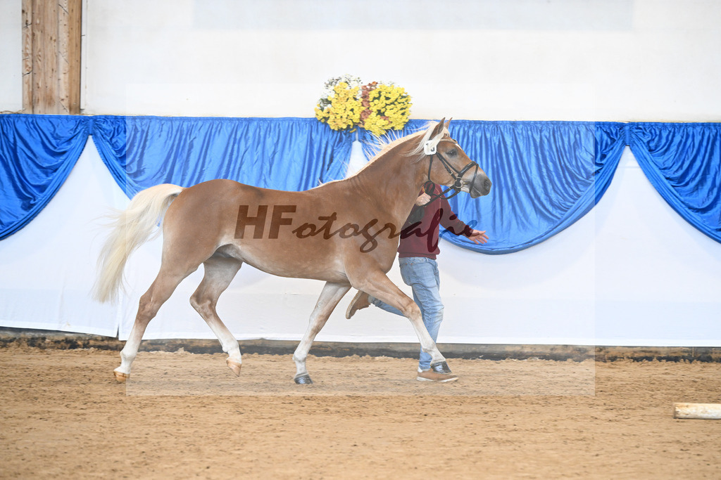 Kat-Nr. 19 Stelius v. Status Quo_Reiser_48250973 | hf-fotografie - Realisiert mit Pictrs.com