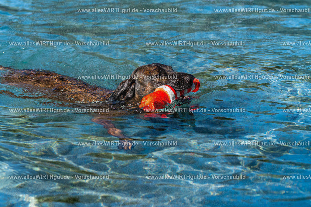 Hundeschwimmen_Volksbad_2026-allesWIRTHgut_Tierfotografie-2609061028-FAY05900 | Professionelle Tierfotografie in Mönchengladbach von Daniel Wirth (allesWIRTHgut). Liebevolle & natürliche Bilder von Hunden & Katzen für unvergessliche Erinnerungen.
