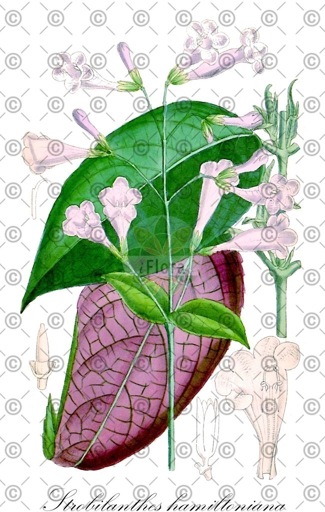 HistAbb_wfo-0000563037_1_ENZY_Simple | Historische Abbildung von Strobilanthes hamiltoniana - Acanthaceae | Historical Illustration of Strobilanthes hamiltoniana - Acanthaceae