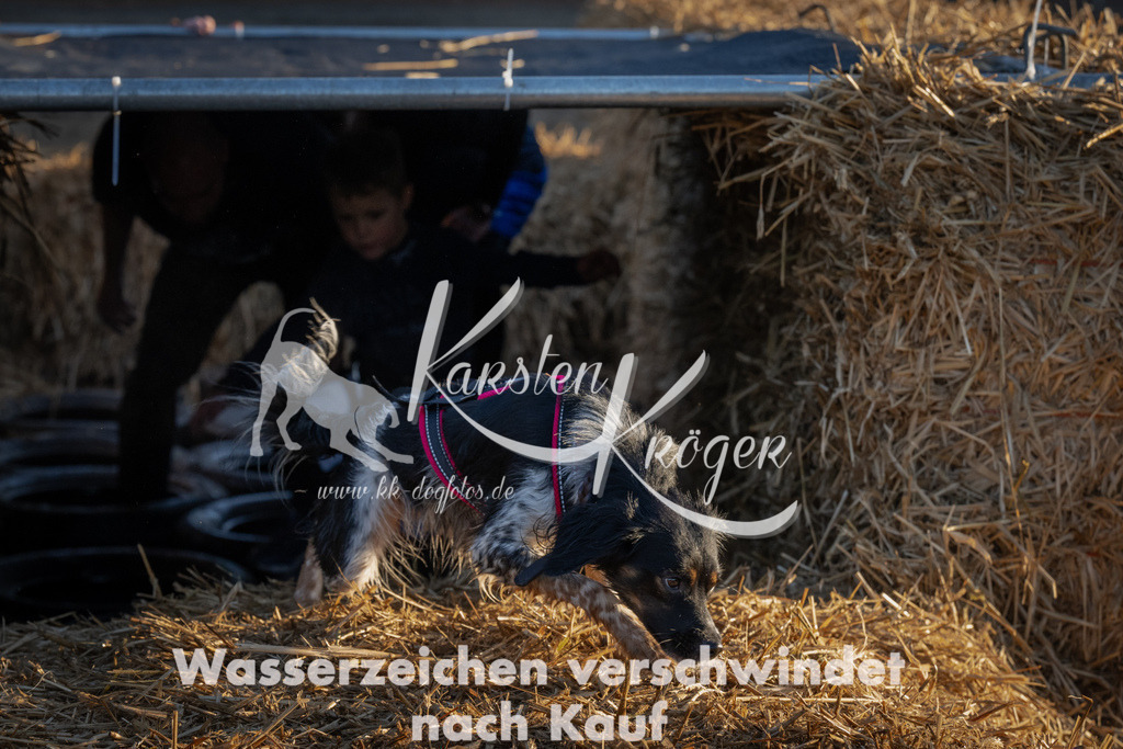 0906_ZZ91235 | kk-dogfotos