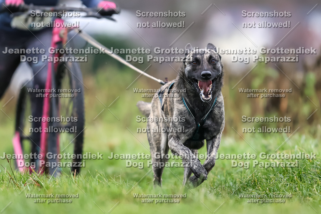 Dog Paparazzi - Herkules Race  2025-21 | Dog Paparazzi Jeanette Grottendiek Fotografie & Videografie