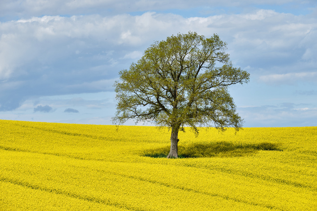 Der Baum im Rapsfeld | Entdecken Sie hochwertige Fotoprodukte für Ihr Zuhause, Büro oder als besonderes Geschenk.rpixel.de bietet Ihnen exklusive Fotografien aus den Bereichen Natur, Landschaft und Motiven vom Meer.Einfach direkt im Online-Shop bestellen. - Realisiert mit Pictrs.com