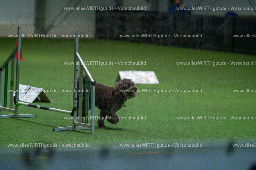 7R503522 | Professionelle Tierfotografie in Mönchengladbach von Daniel Wirth (allesWIRTHgut). Liebevolle & natürliche Bilder von Hunden & Katzen für unvergessliche Erinnerungen.