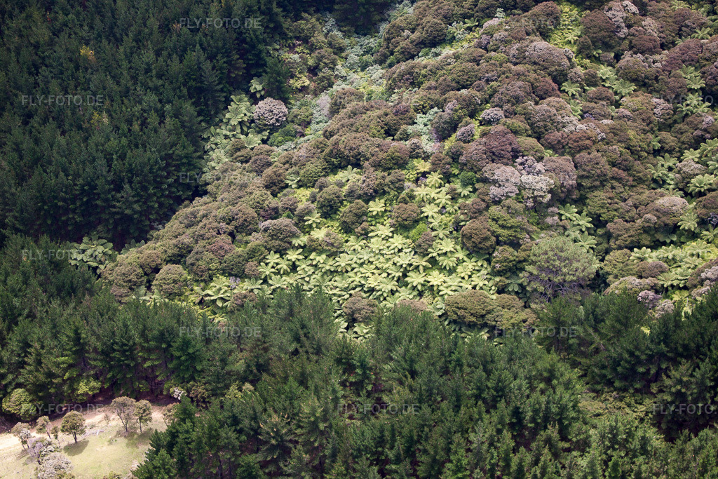 Luftbild: Ortsansicht im Ortsteil Preece Point in Coromandel im Bundesland Waikato in Neuseeland. Foto: IMG_55612.jpg vom 12.01.2013 durch Werner Riehm/FLY-FOTO.de