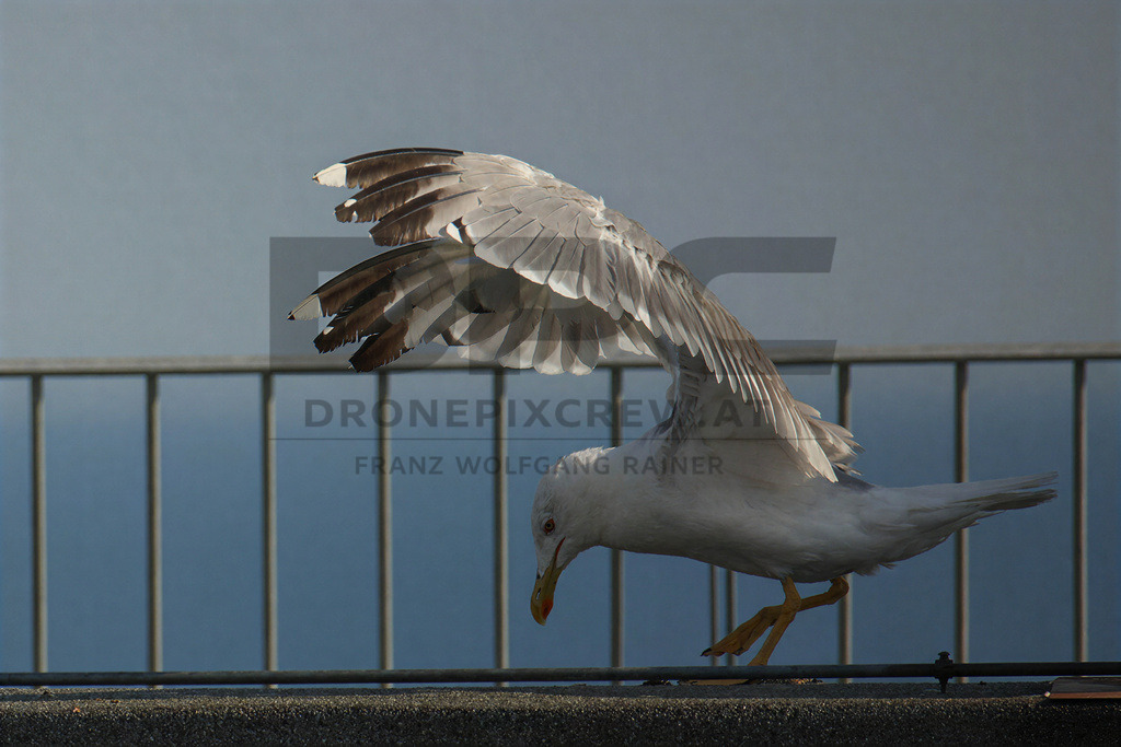 Yellow-legged Gull (Larus michahellis) | Yellow-legged Gull (Larus michahellis), a large gull species commonly found along Mediterranean coasts, rocky shorelines, harbours and coastal areas. - Realisiert mit Pictrs.com