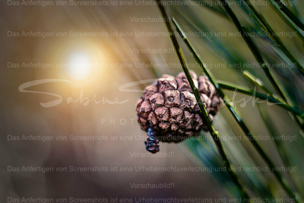 Wandbild Zapfen | People- und Tierfotografie, Imageaufnahmen, Veranstaltungsfotografie und Wandbilder aus der Natur ★ Made in Germany ✔️ Druck + Downloads ✔️ Naturfotografie in Top Qualität ★ schneller Versand, weltweite Lieferung! - Realisiert mit Pictrs.com