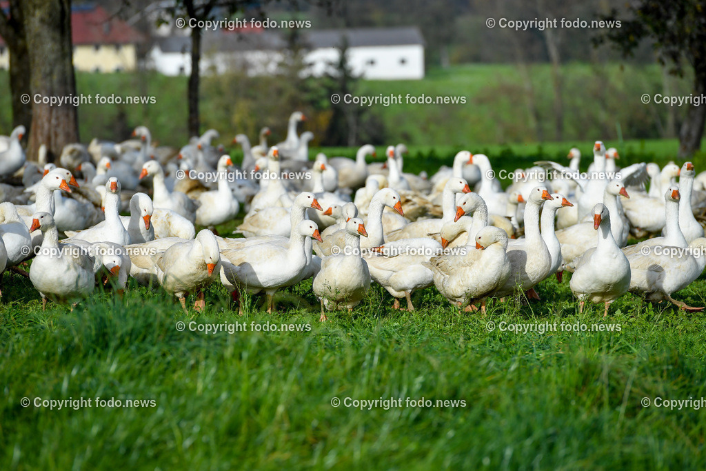 Ganslhof Hebesberger_ Weidegänse_ 01.11.2022-7 | 01.11.2022, Nussbach, AUT, Ganslhof Hebesberger, Weidegaense, im Bild Weidegaense, Weidegänse, Gans, Gänse, Martinigaense, Martinigans, Weide, Landwirtschaft