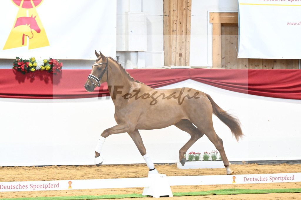 Kat-Nr. 52 Va Bene x Florestano_Kloessinger_43231809 | hf-fotografie - Realisiert mit Pictrs.com