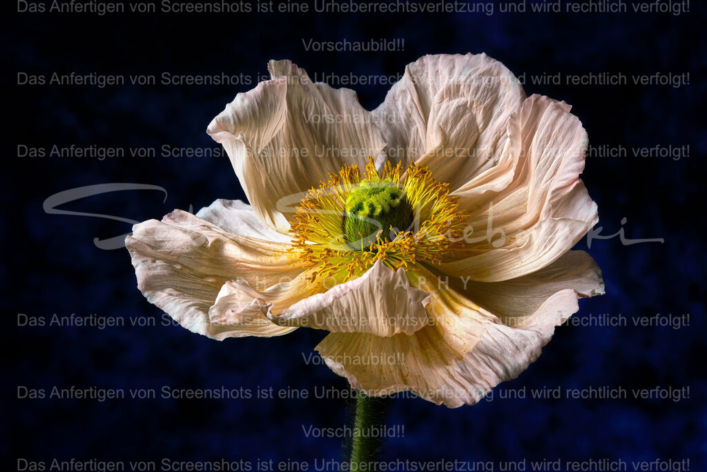 Wandbild "Ein Mohn Traum" | People- und Tierfotografie, Imageaufnahmen, Veranstaltungsfotografie und Wandbilder aus der Natur ★ Made in Germany ✔️ Druck + Downloads ✔️ Naturfotografie in Top Qualität ★ schneller Versand, weltweite Lieferung! - Realisiert mit Pictrs.com