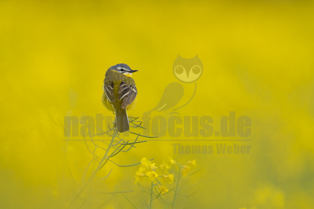 R6M35292_20260507 | Eine männliche Schafstelze (Motacilla flava) sitzt auf einem Pflanzenstiel in einem Rapsfeld und blickt über ihre rechte Schulter. Der Vogel ist von einem leuchtend gelben, unscharfen Hintergrund umgeben, der die Farbe des Rapsfeldes widerspiegelt. - Realisiert mit Pictrs.com