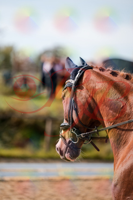 2026_10_03_Siefer-Hof_123700_Z63_54787678 | Professionelle Reitsport-, Turnier- und Eventfotografie von Robert Broda. Galerien mit ausgewählten und bearbeiteten Bildern direkt online ansehen und bestellen.