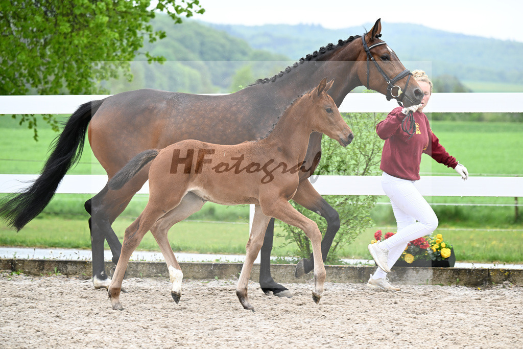 Kat-Nr. 41 SF Comanchero x Zinedream_Wanner_23261419 | hf-fotografie - Realizzato con Pictrs.com