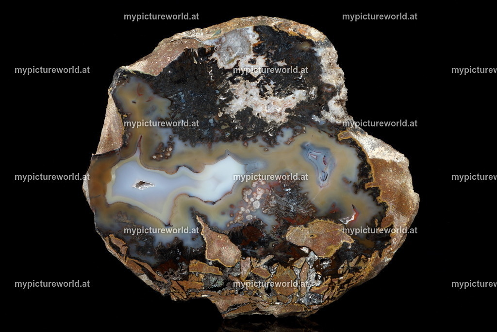 Achat-007 | Das Bilderarchiv über Tiere, Planzen und Landschaften. In der Bilddatenbank finden Sie ein große Auswahl an hochwertigen Bilder für Ihre Werbung - Realisiert mit Pictrs.com