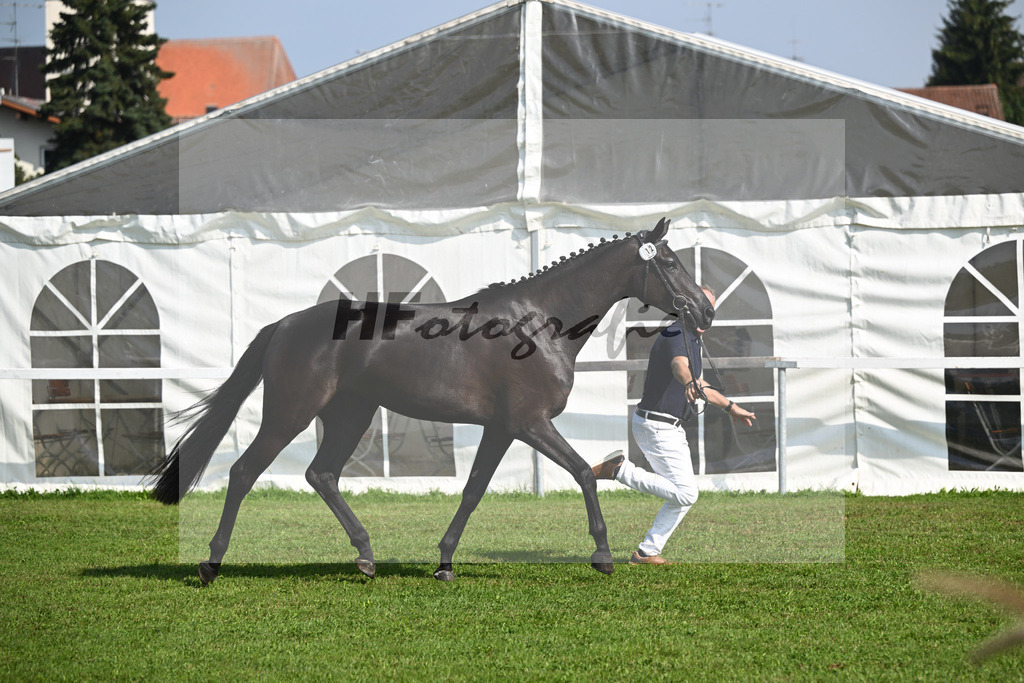 Kat-Nr. 12 Black Besinda H.S_5 | hf-fotografie - Realisiert mit Pictrs.com