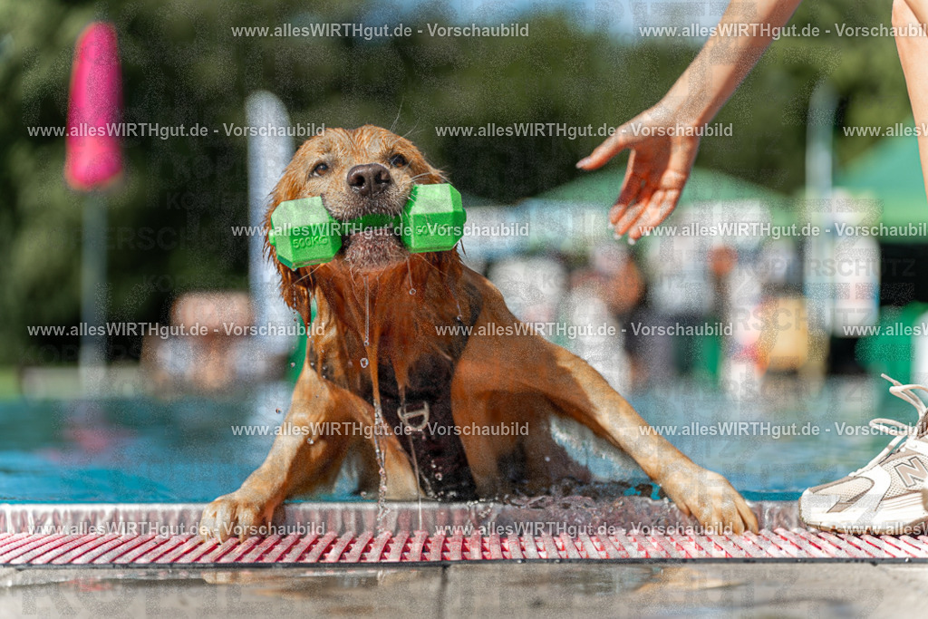 Hundeschwimmen_Volksbad_2026-allesWIRTHgut_Tierfotografie-2609061208-111850-7R500234 | Professionelle Tierfotografie in Mönchengladbach von Daniel Wirth (allesWIRTHgut). Liebevolle & natürliche Bilder von Hunden & Katzen für unvergessliche Erinnerungen.