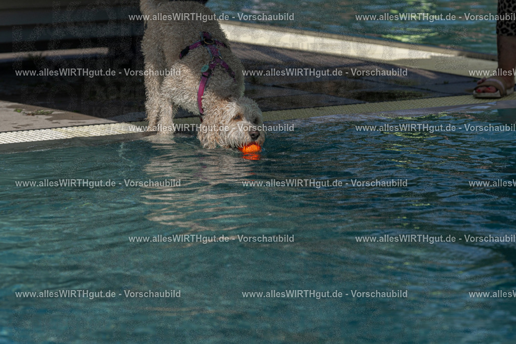 Hundeschwimmen_Volksbad_2026-allesWIRTHgut_Tierfotografie-2609061210-FAY06403 | Professionelle Tierfotografie in Mönchengladbach von Daniel Wirth (allesWIRTHgut). Liebevolle & natürliche Bilder von Hunden & Katzen für unvergessliche Erinnerungen.