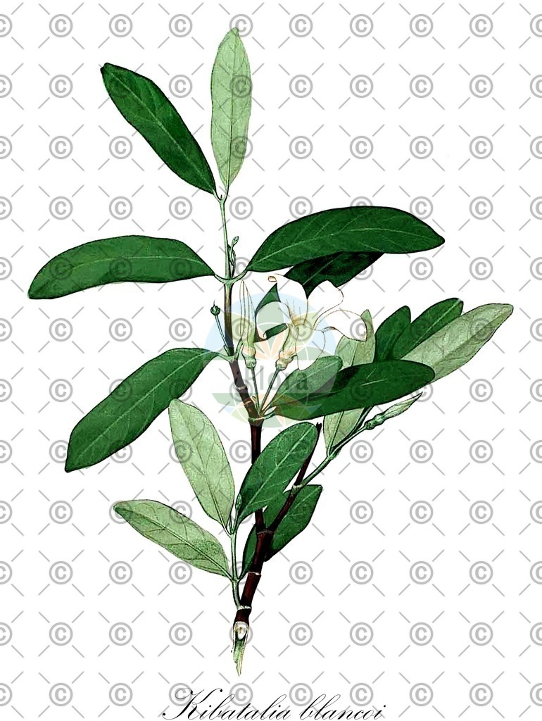 HistAbb_wfo-0001229915_1_ENZY_Simple | Historische Abbildung von Kibatalia blancoi - Apocynaceae | Historical Illustration of Kibatalia blancoi - Apocynaceae