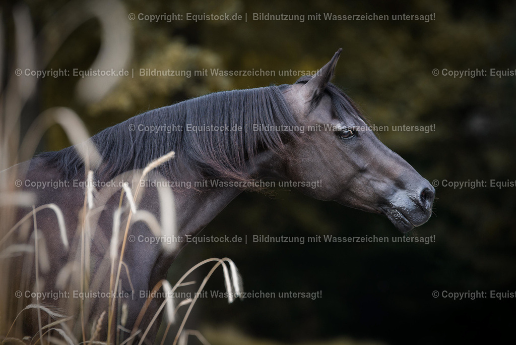 TS_20170716_Araber_Portrait_0004 | Foto: Thomas Hartig