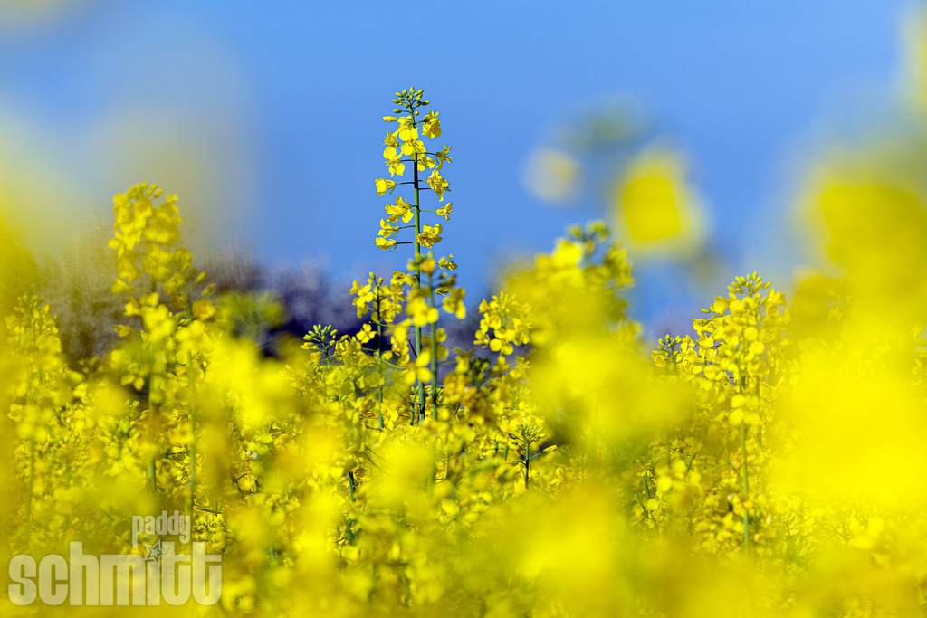 PS-Natur-2026-113 | Entdecke die größte Bildgalerie der Region mit Fotografien aus dem Allgäu, der Bodenseeregion, Oberschwaben, dem Donautal und der Schwäbischen Alb. Landschaften, Luftaufnahmen und Reisefotografie als Wandbild und Fotokunst. - Realisiert mit Pictrs.com