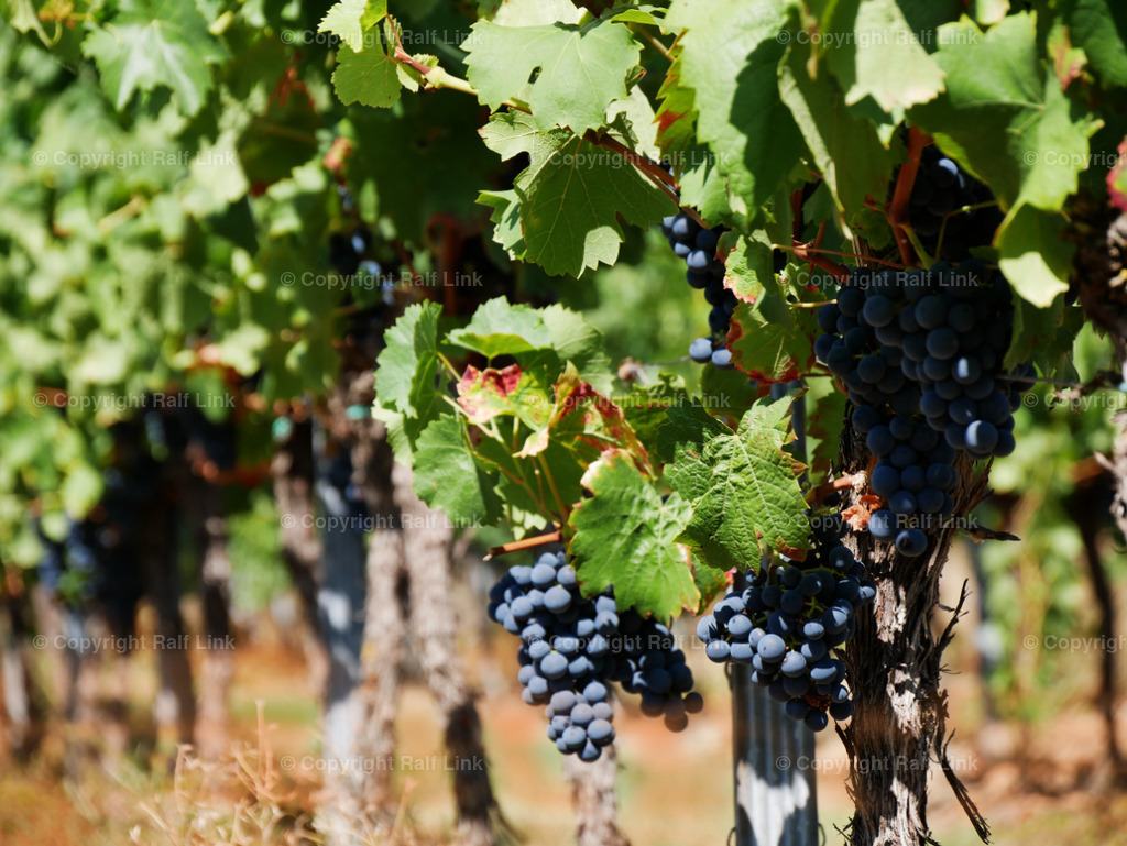 rote Weintrauben | Stockfotos, Fotos mit Miniaturfiguren und kreativen Ideen. Dabei auch vieles aus der Metropolregion Rhein-Neckar. 