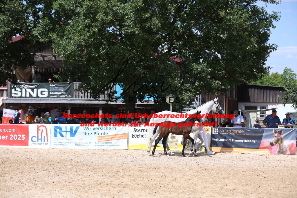 Fohlenschau_Schwäbisch_Hall_IMPRESSIONEN_5 | lmwpictures - Realisiert mit Pictrs.com