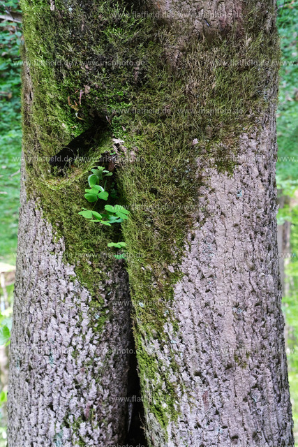 Waldmann | Naturfoto - Gesehen in der Rhön