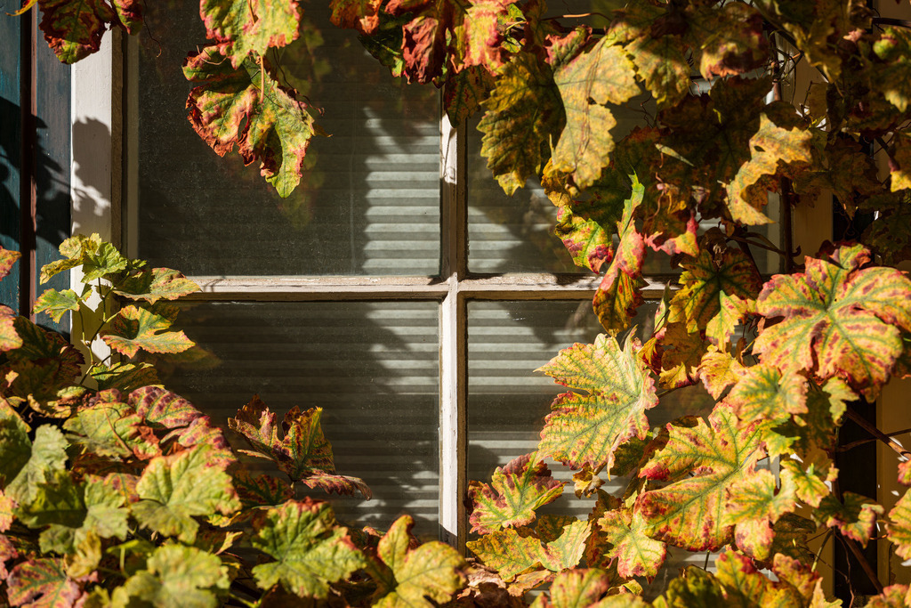 2025_10_19_LUENEBURG-HERBST_MCP0105 | Hochwertig gedruckte Fotografien für die Wand, als Kalender und zum Verschenken. Hamburg & Norddeutschland und überall wo ich mit der Kamera unterwegs war.
