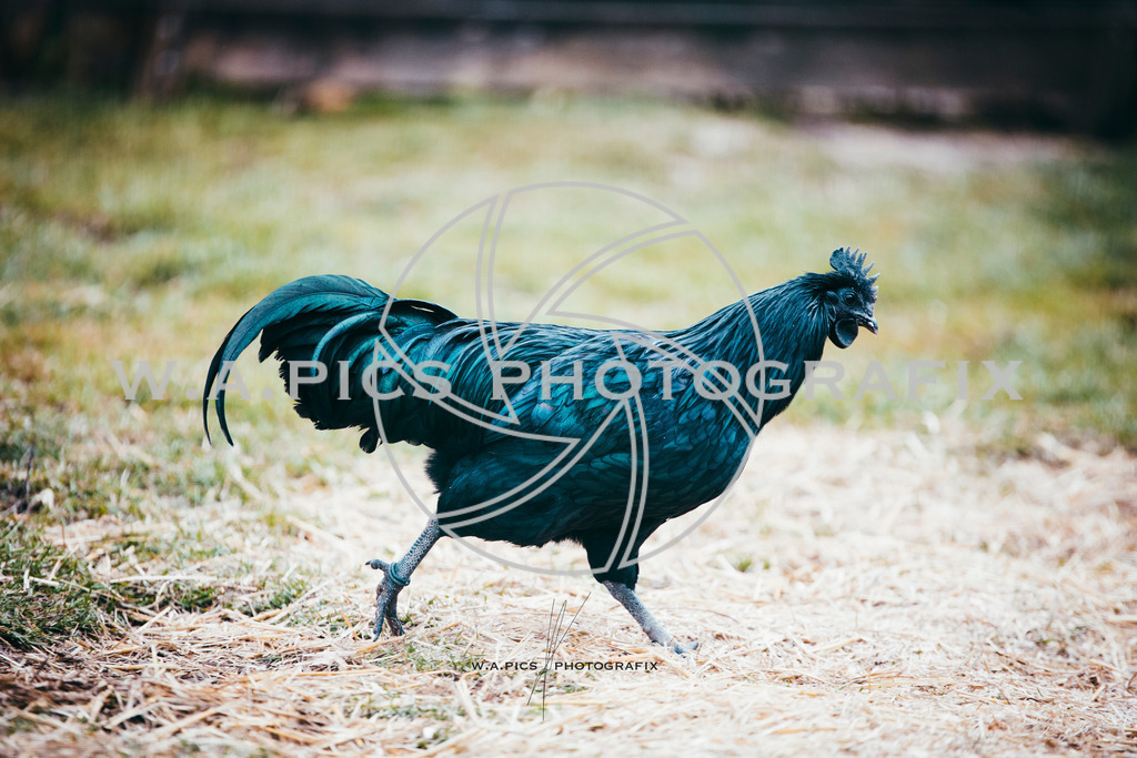 A-Willdoner_20251223_305 | Sport-,  Presse- und Eventbegleitung!
Contact me !
