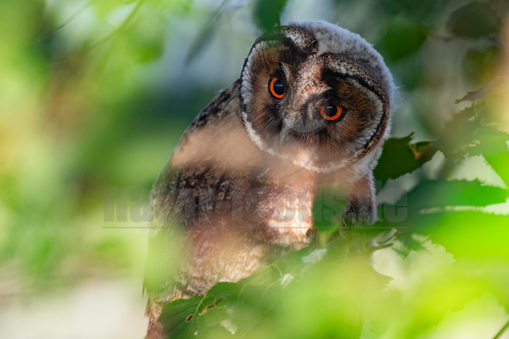 R6M37837_20260621 | Dieses Bild zeigt einen jungen Waldohreulen-Jungvogel (Asio otus), der aufmerksam aus dem dichten grünen Laub blickt. Der Vogel neigt seinen Kopf leicht und fixiert mit seinen leuchtend orangefarbenen Augen den Betrachter, was auf eine aufmerksame Beobachtung seiner Umgebung hindeutet. Waldohreulen sind mittelgroße Eulen, die in weiten Teilen Europas, Asiens und Nordamerikas verbreitet sind. Sie sind nachtaktiv und jagen hauptsächlich kleine Nagetiere. Ihre charakteristischen Federohren, die bei Jungvögeln noch nicht voll ausgeprägt sind, dienen nicht dem Hören, sondern der Tarnung und dem Ausdruck. Jungvögel sind oft noch mit einem flaumigen Gefieder bedeckt und verlassen das Nest, bevor sie flugfähig sind, um in den umliegenden Ästen zu klettern (Ästlinge). - Realisiert mit Pictrs.com