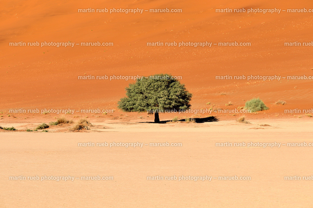 Greens of the Namib | Lonely tree in the Namib - Realisiert mit Pictrs.com