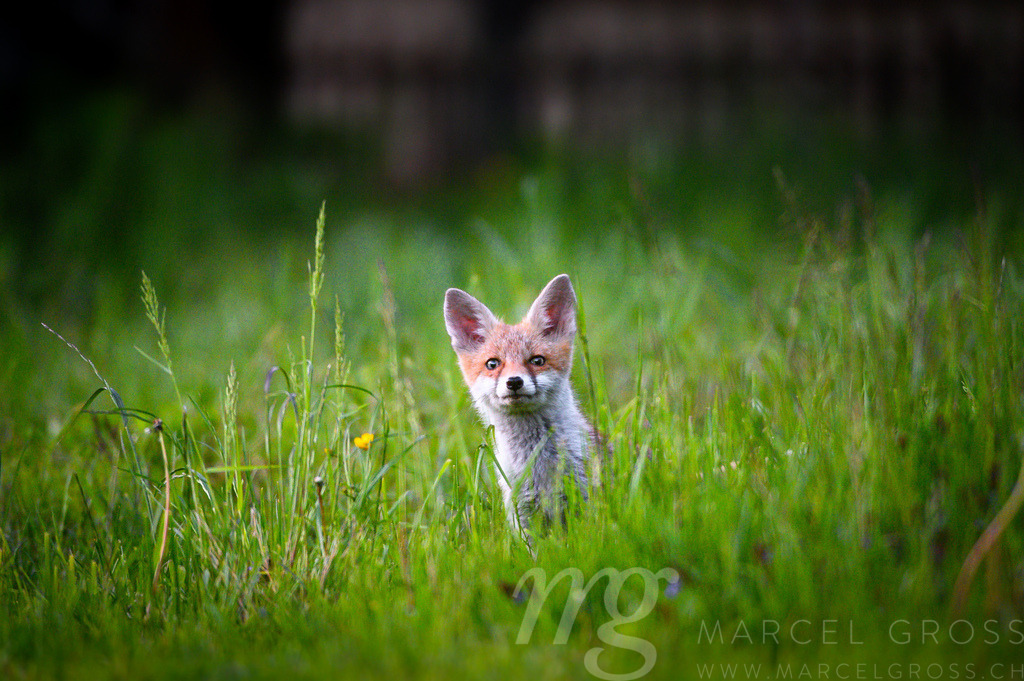 curious young fox in short green grass in Emmental | Die ideale Geschenkidee für Naturliebhaber. Naturbilder von Marcel Gross Photography für ihr Zuhause in den verschiedensten Formaten und Materialien. - Realisiert mit Pictrs.com
