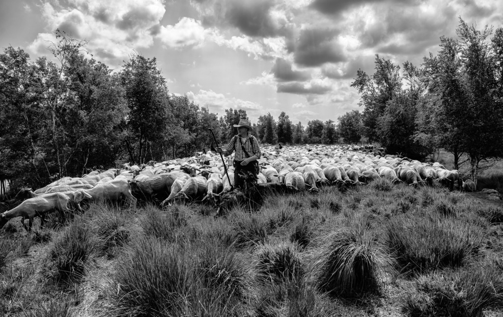 wanderschaefereien-schleswig-holstein-009 | Das Fröslev-Jardelunder Moor liegt westlich von Flensburg direkt an der Grenze zu Dänemark. Durch dieses ausgedehnte Naturschutzgebiet
zieht Daniel Kley mit seiner Herde mehrfach im Jahr. - Realisiert mit Pictrs.com