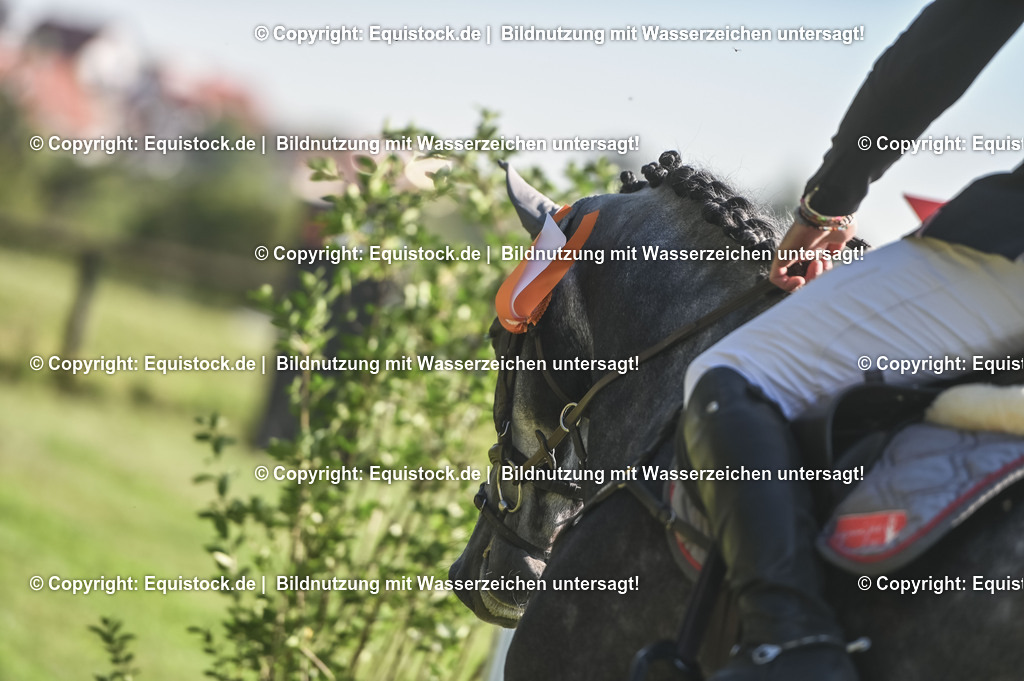 20230908_14-15_Springpferde-A_0140 | equistock