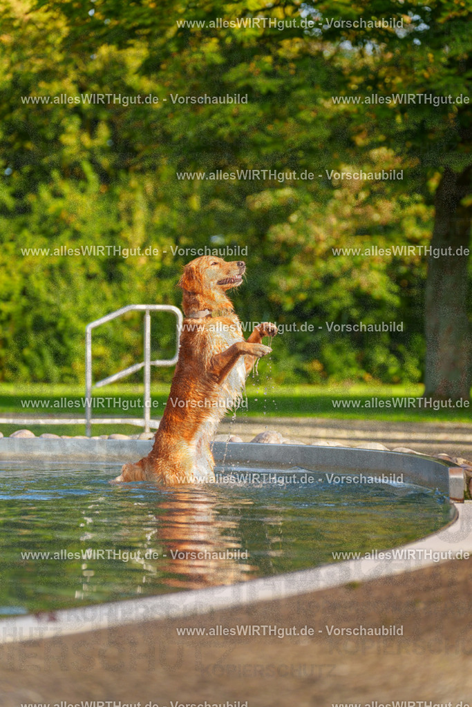 Hundeschwimmen_Grefrath_2026-allesWIRTHgut_Tierfotografie-15_48-7R509557 | Professionelle Tierfotografie in Mönchengladbach von Daniel Wirth (allesWIRTHgut). Liebevolle & natürliche Bilder von Hunden & Katzen für unvergessliche Erinnerungen.