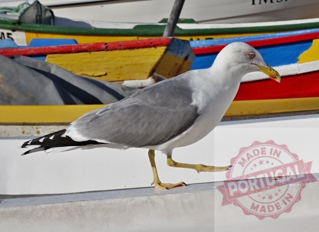 Seagull walking along white boat colorful background | Seagull walking on a white boat with a colorful fishing boat in the background - Realisiert mit Pictrs.com