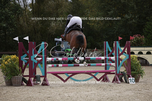 1J2A0790Britta Braunert_ Convolto PS_ Kn289_ Havekost | Foto- und Videografie für alles rund ums Pferd. Hochwertige Bilder und Videos vom Spring- und Dressurreiten, Voltigieren & mehr. Jetzt aktuelle Veranstaltungen und Preise im Shop ansehen. - Realisiert mit Pictrs.com
