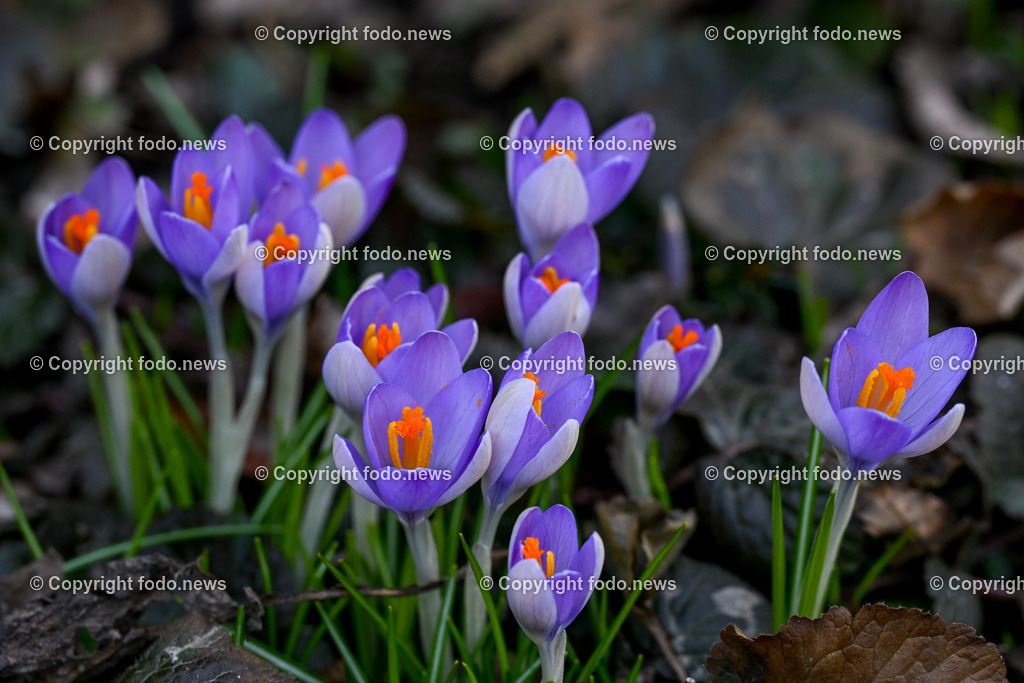 Fruehling_ Blumen_ Fruelingsboten_ 05.03.2025-37 | 05.03.2025, Linz, AUT, Fruehling, Blumen, Fruehlingsboten, im Bild Frühling, Blumen, Frühlingsboten, Fruehling, Fruelingsboten, Krokus, Blütenpflanze, Vorfrühling
