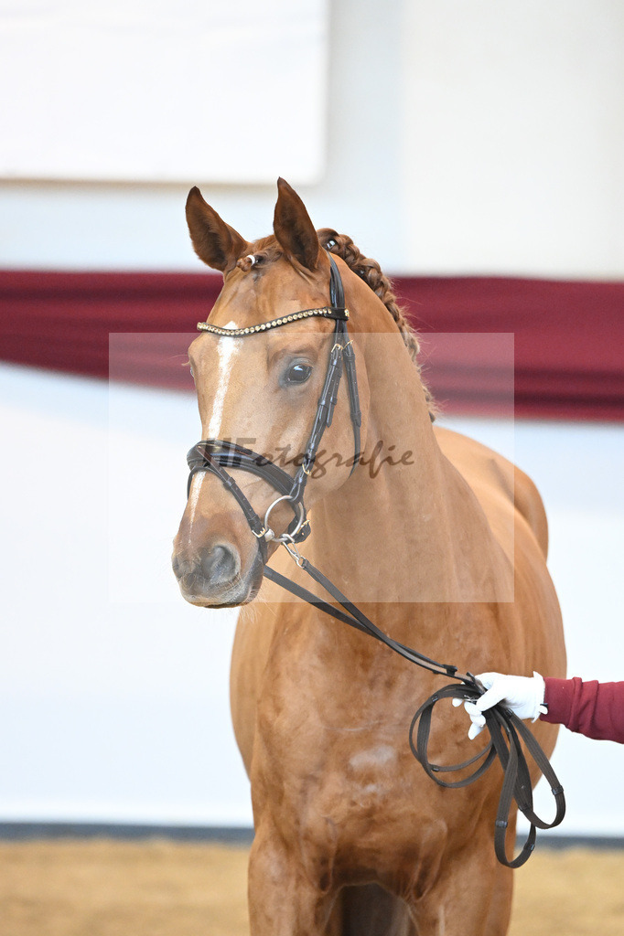 Kat-Nr. 56 v. Vivaldos_Fischer_66220832 | hf-fotografie - Realisiert mit Pictrs.com