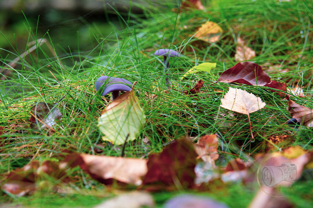 DSC_2984-10 | Shop für Prints Landschaftsfotografie Sächsische Schweiz Naturfotografie in Thüringen Fotos vom Findlingspark Nochten Kloster Sankt Marienstern Bilder Festung Königstein PanoramaRhododendronpark Kromlau FotogalerSchleswig-Holstein Küstenlandschaften