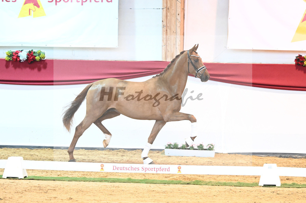 Kat-Nr. 52 Va Bene x Florestano_Kloessinger_43231806 | hf-fotografie - Realisiert mit Pictrs.com