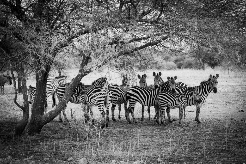 Tarangire Nationalpark - 26. September 2022 | Zebras im Tarangire Nationalpark.
Bild: Sportfotografie Markus Aeschimann | www.markus-aeschimann.ch - Realisiert mit Pictrs.com