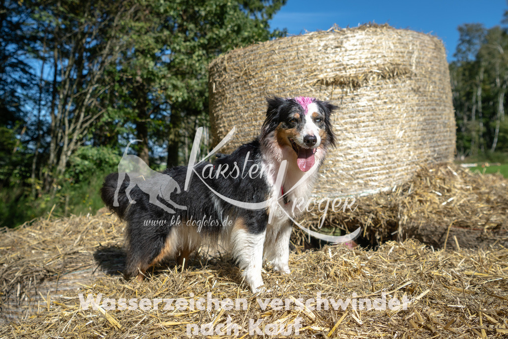 1217_ZZ91250-2 | kk-dogfotos