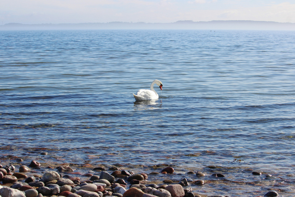 Wandbild: Schwan am Ufer – Ludwigsburg ganz still | Dieses Wandbild zeigt einen stillen Moment an der Küste von Ludwigsburg, einem Ortsteil der Gemeinde Waabs in Schleswig-Holstein. Ein weißer Schwan gleitet ruhig über das Wasser, sein Hals elegant gebogen, während Tropfen von seinem Schnabel fallen. Die Oberfläche ist leicht bewegt, die Spiegelung zart und flüchtig. Das Licht ist klar, der Himmel hell, und die Szene strahlt eine tiefe Ruhe aus – fast wie ein Innehalten in der Zeit. Die Komposition lebt von der natürlichen Eleganz des Tieres und der stillen Weite des Wassers. Dieses Motiv eignet sich ideal als Wandbild für naturnahe Wohnkonzepte – ob als Leinwandbild, Acrylglasbild, Alu-Dibond FineArt Print oder als Akustikbild. Ein stilvoller Akzent für Wohnzimmer, Büro oder Ferienwohnung. - Realisiert mit Pictrs.com