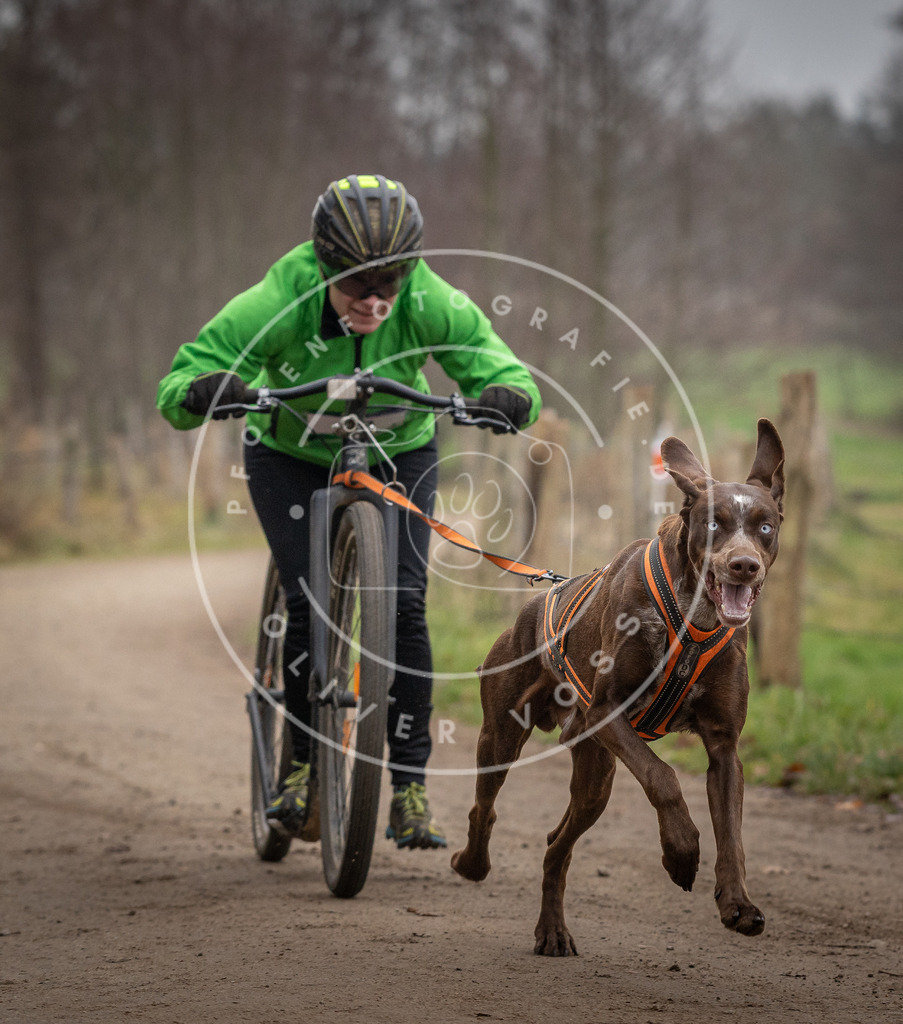 Pfotenfotografie_DV3A2362 | Hundefotografie, Tierfotograf, Pfotenfotografie, Fotoshooting Hund, Hunde Portrait, Hundesport, Hundeportraits, Heideshooting, Hunde, Sportfotograf, Hundefotograf, Turnierhundsport, THS,  - Realisiert mit Pictrs.com