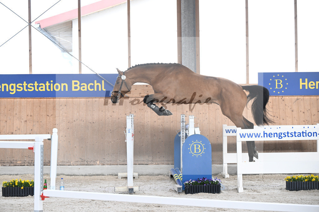 Kat-Nr. 92 C-Simba v. Camargo_Juenger GbR_5250594 | hf-fotografie - Realisiert mit Pictrs.com