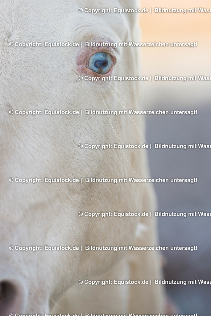 TS_20161208_Pferd_mit_blauen_Augen_0002 | equistock