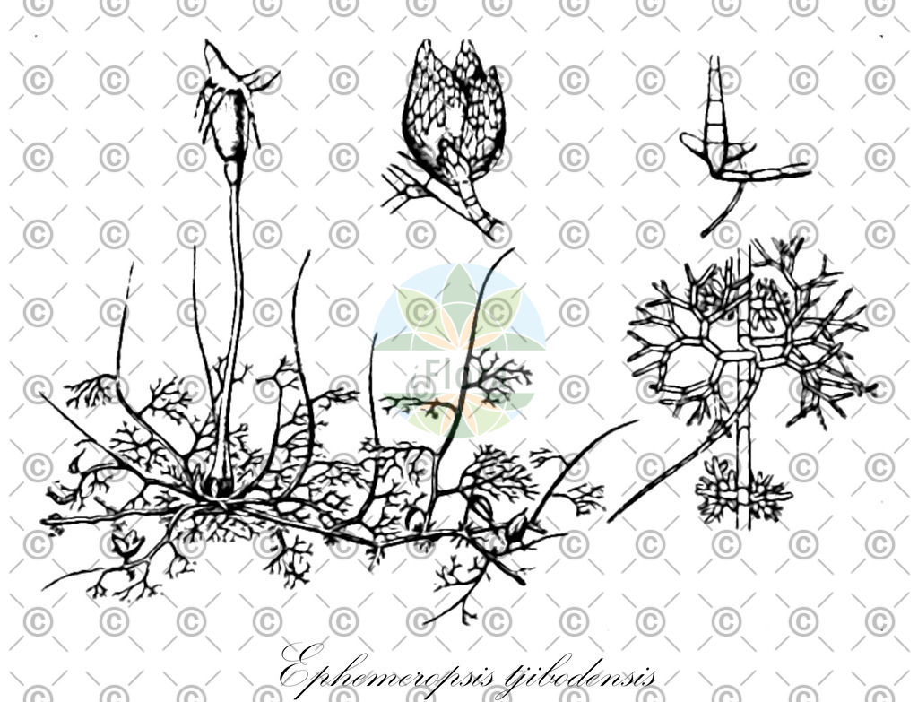 HistAbb_wfo-0001166443_1_ENZY_Simple | Historische Abbildung von Ephemeropsis tjibodensis - Daltoniaceae | Historical Illustration of Ephemeropsis tjibodensis - Daltoniaceae